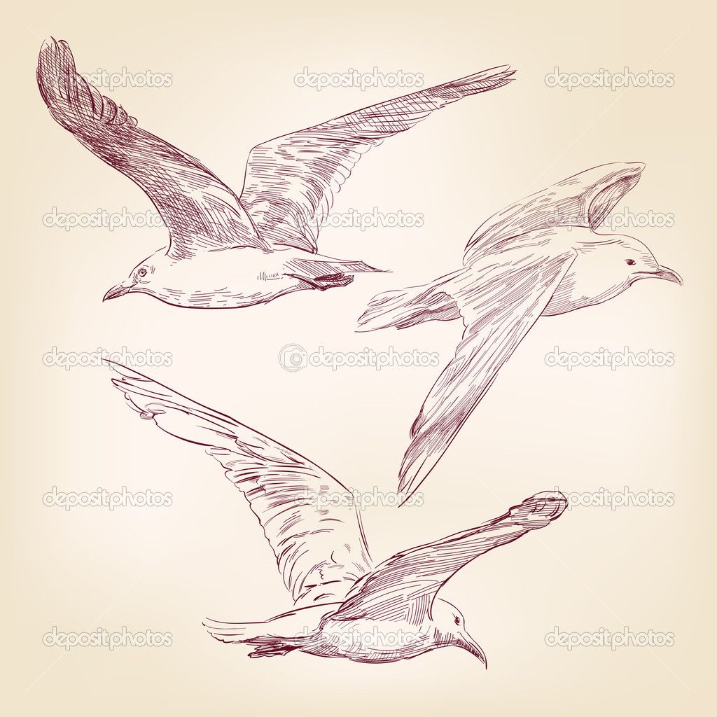 1024x1024 Gaivota Vintage