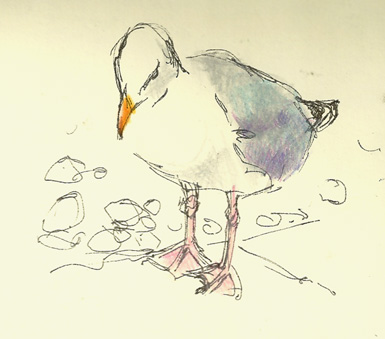 385x339 Seagull, A Quick Sketch With Coloured Pencil And Rotring Art Pen