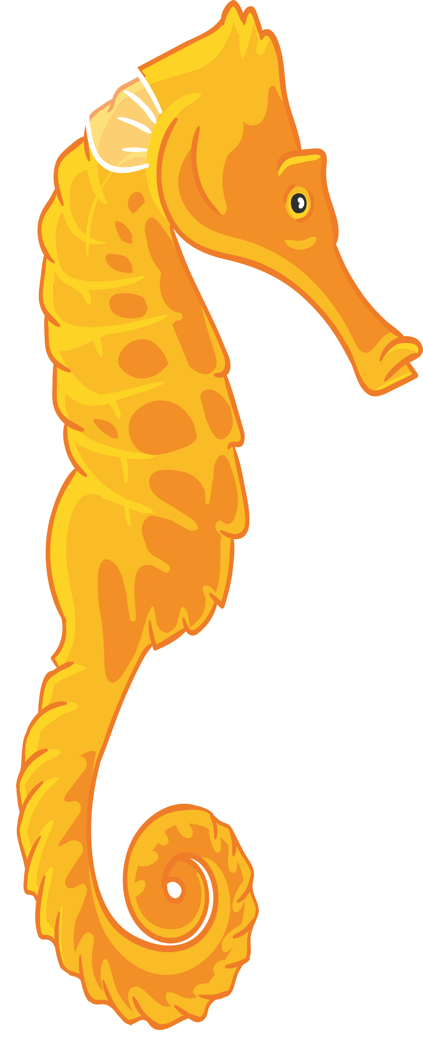 1793x4430 Seahorse Cartoon Drawing Illustration