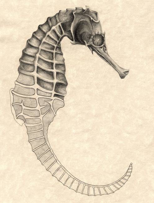 495x650 Stunning Seahorse Pencil Drawings And Illustrations For Sale