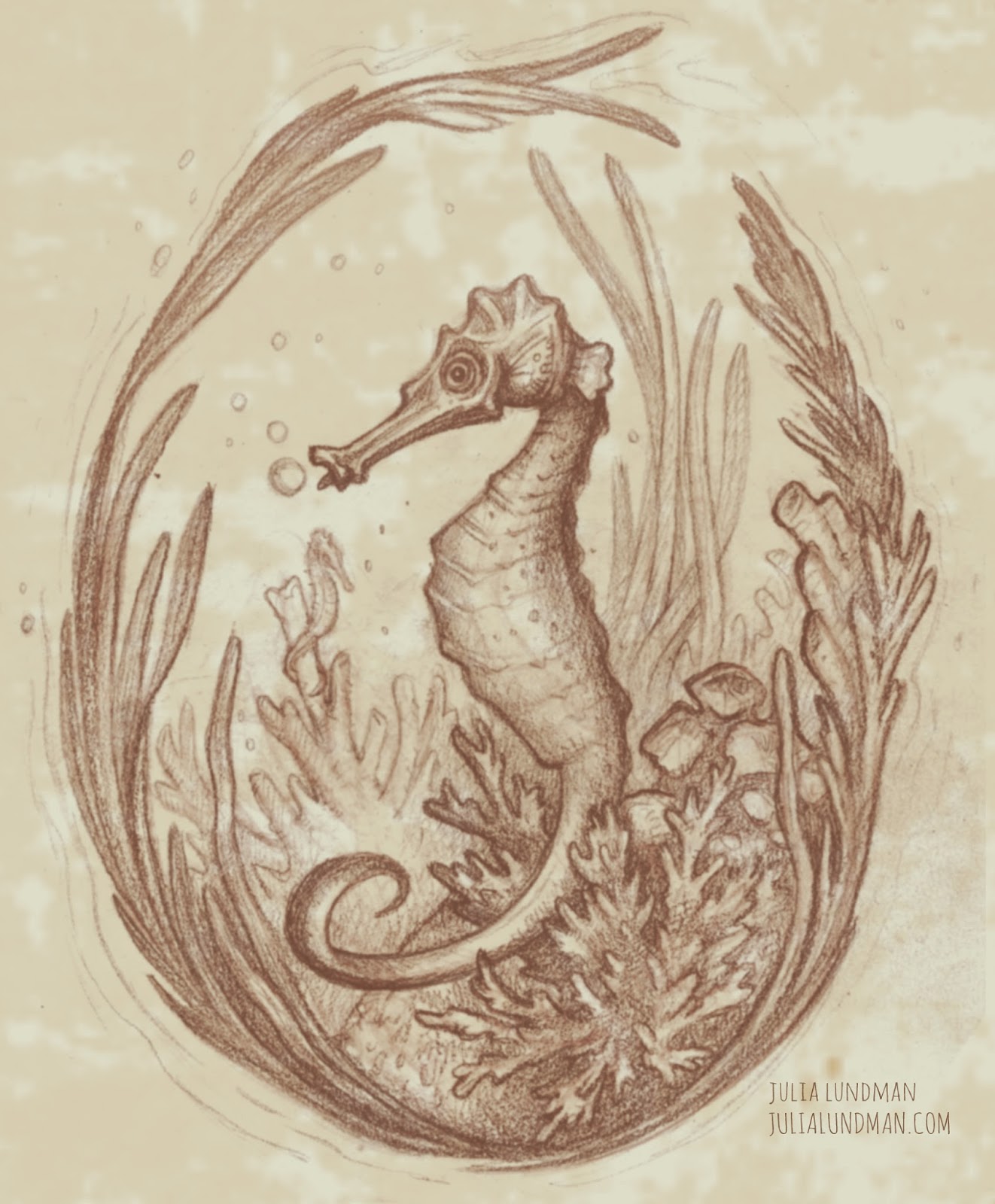 1322x1600 Drawing A Seahorse