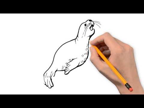 480x360 Seal Animals Pencil To Draw Step By Step