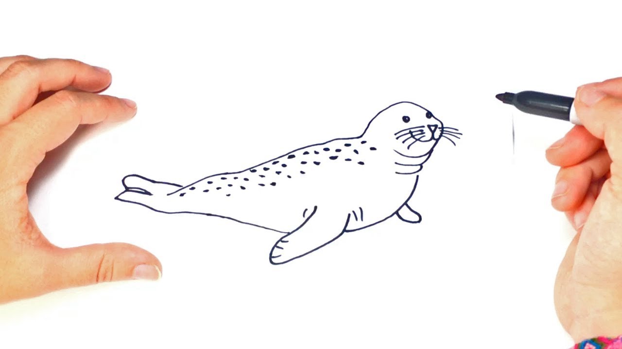 1280x720 How To Draw A Seal Seal Easy Draw Tutorial