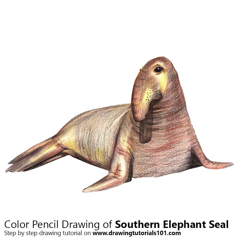 800x800 Southern Elephant Seal Colored Pencils