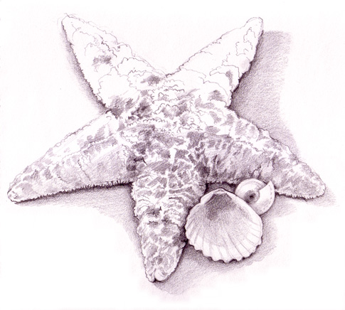 485x436 I Am Selling This Seashell (Drawing) By The Seashore Elyse Carter