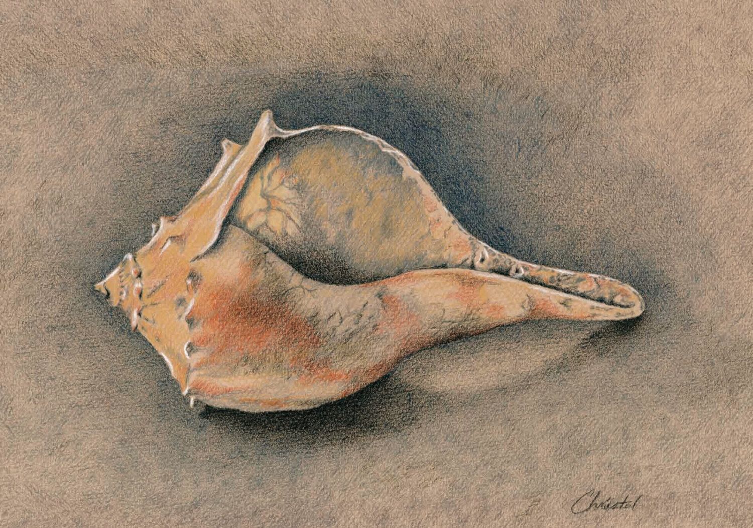 1500x1051 Sea Shell Art Print. An 8x10 Giclee Print Of A Colored Pencil
