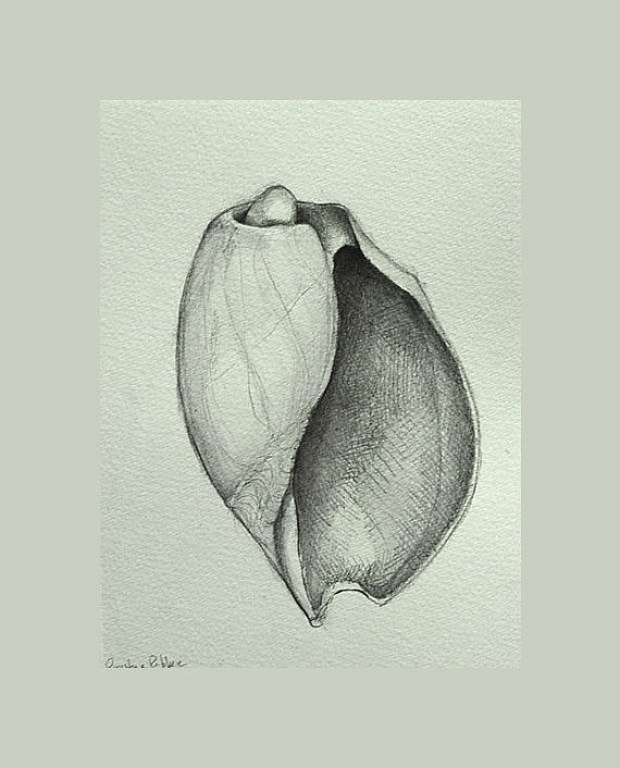 570x706 Shell Number 3 Original Pencil Drawing On By Simpleartstudio