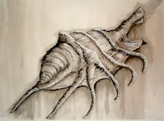 236x174 Pencil Drawing Of Seashells