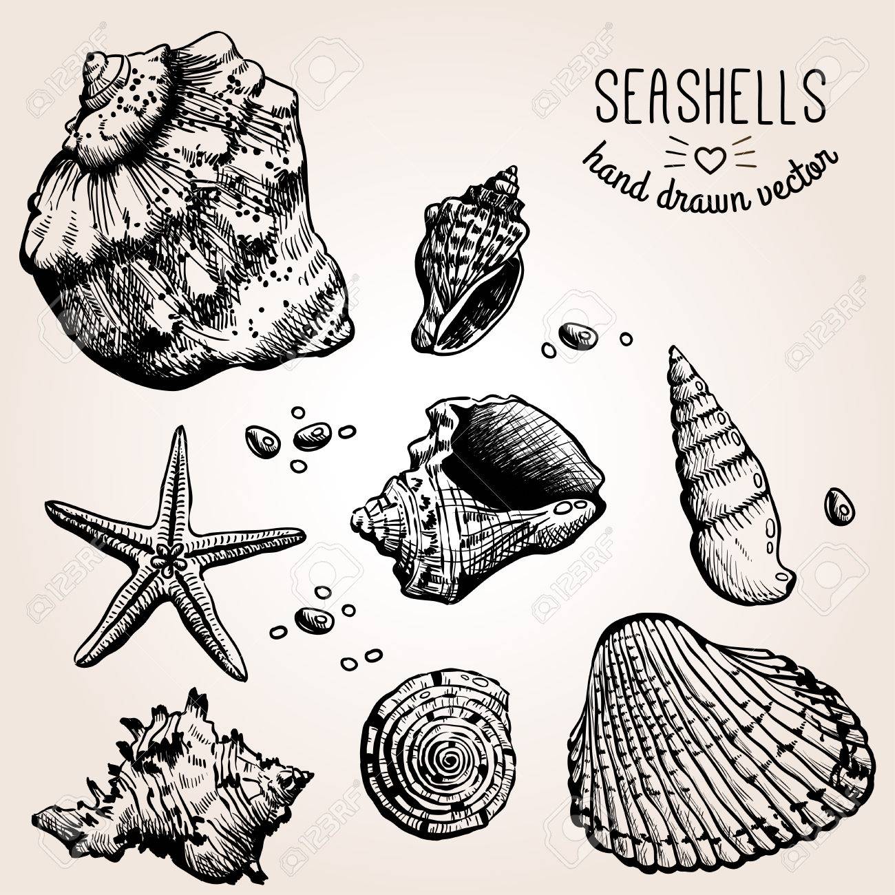 1300x1300 Hand Drawn Collection Of Various Seashell Illustrations. Vector