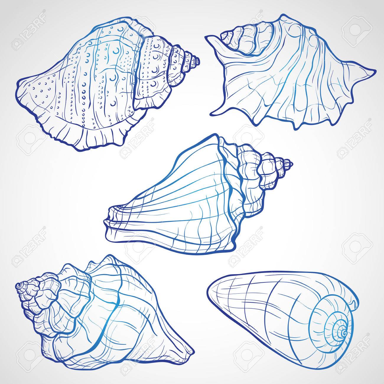 1300x1300 Hand Drawn Seashells, Ink Style Vector Illustration Royalty Free