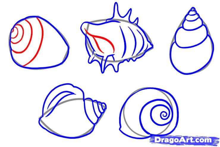 740x496 How To Draw Shells, Step By Step, Stuff, Pop Culture, Free Online