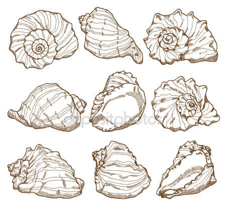 450x417 Seashell Stock Vectors, Royalty Free Seashell Illustrations