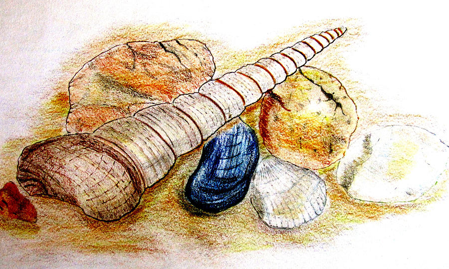 900x539 Seashells Drawing By Louise Grant