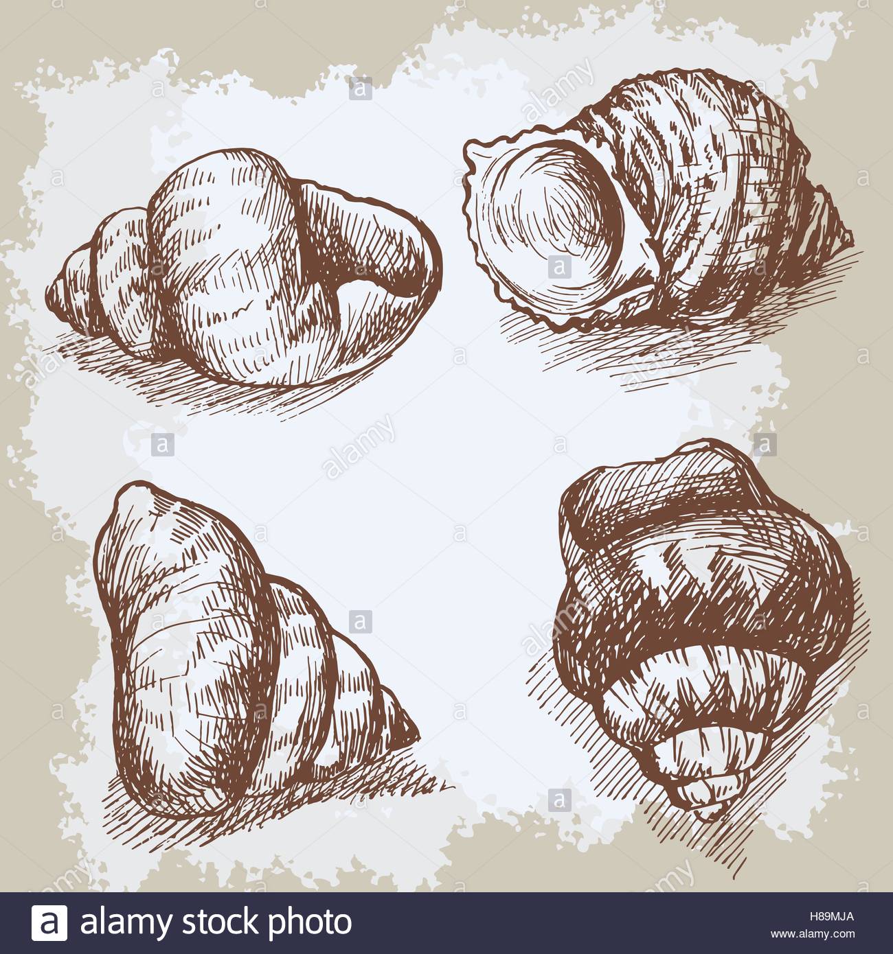 1300x1390 Seashells Hand Drawn Vector Graphic Vintage Etching Sketch Stock
