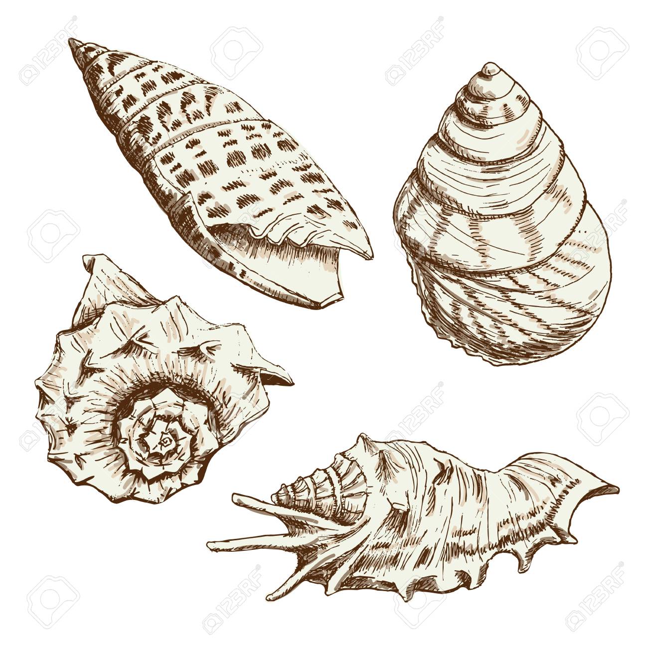 1300x1300 Set Of Seashells. Hand Drawing Sketch Illustration Stock Photo