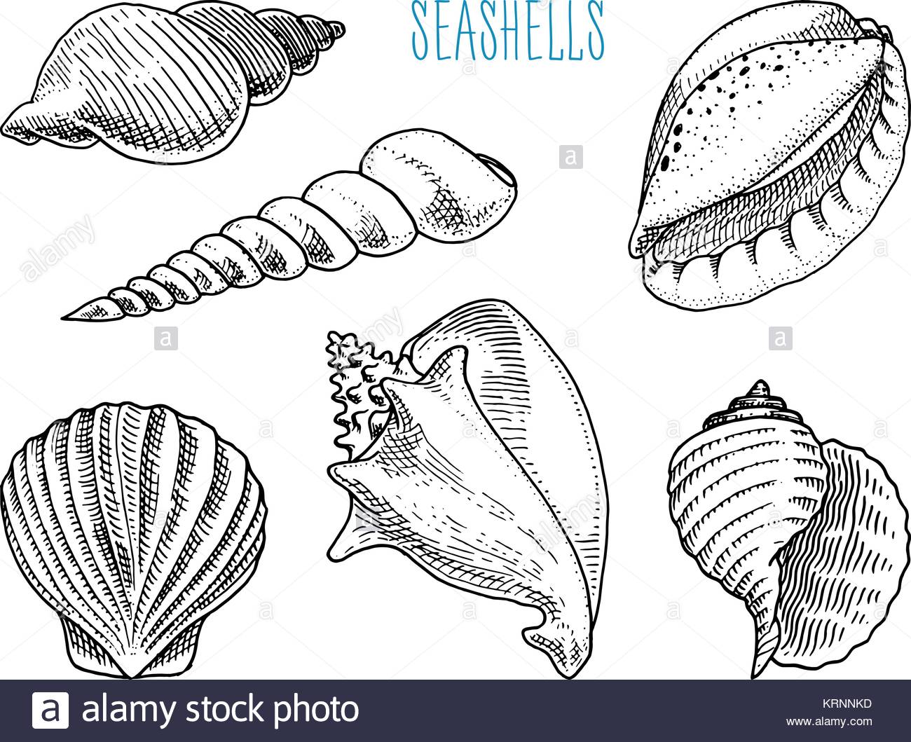 1300x1059 Seashells Or Mollusca Different Forms. Sea Creature. Engraved Hand