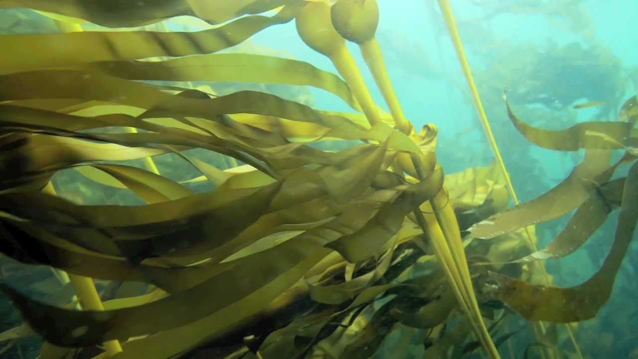 1280x720 Baby Bull Kelp 2012 And 2013