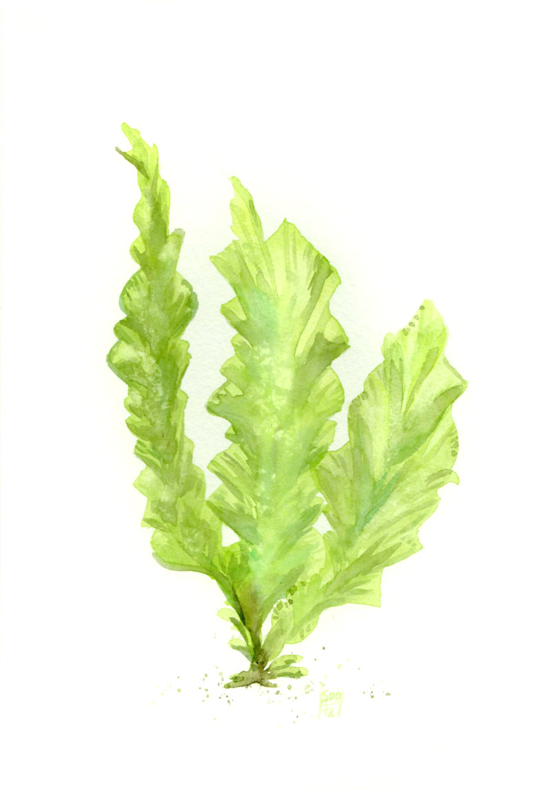 800x1143 Green Seaweed Iii Delicate Beauty Of The Underwater World