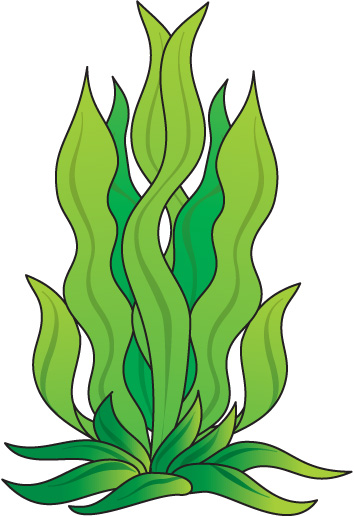 354x517 Seaweed Underwater Clipart