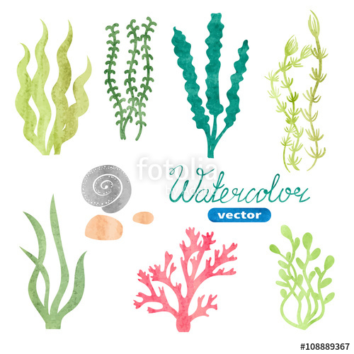 500x500 Set Of Watercolor Seaweed, Corals And Stones Isolated On White