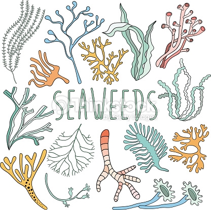 416x414 Vessel,outline,painted Image,plant,reef,sea,sea Life,seaweed