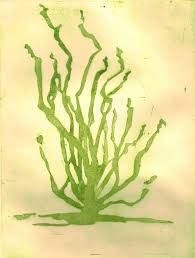 195x258 Seaweed Underwater Drawing