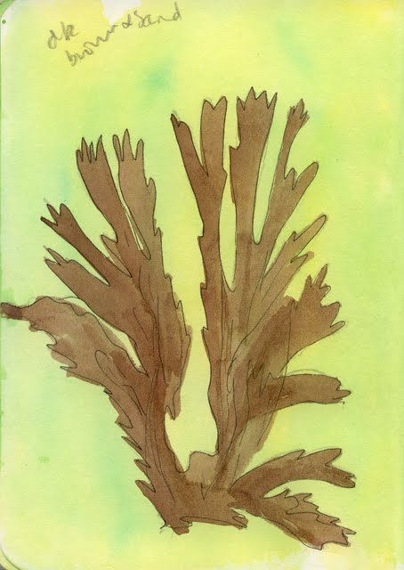 454x640 Threadnoodle Seaweed 2