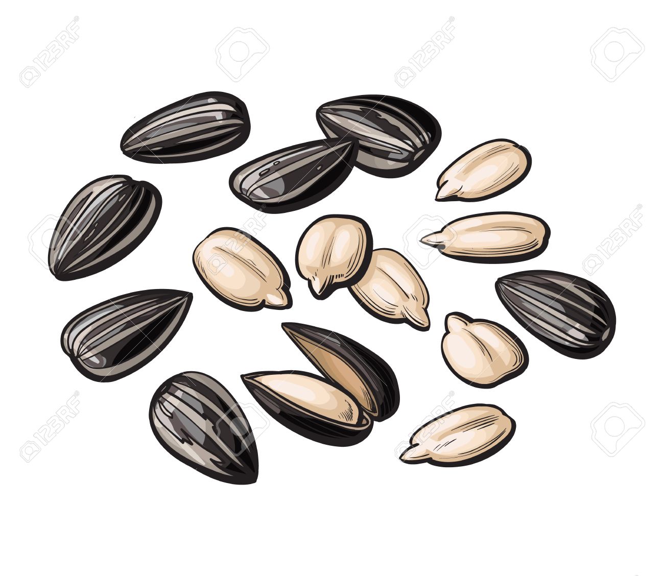 1300x1128 Whole And Peeled Sunflower Seeds, Vector Illustration Isolated