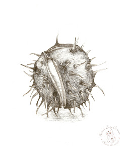 238x288 Seed Pod By Rasa Kaper Drawings Amp Sketches Black Amp White