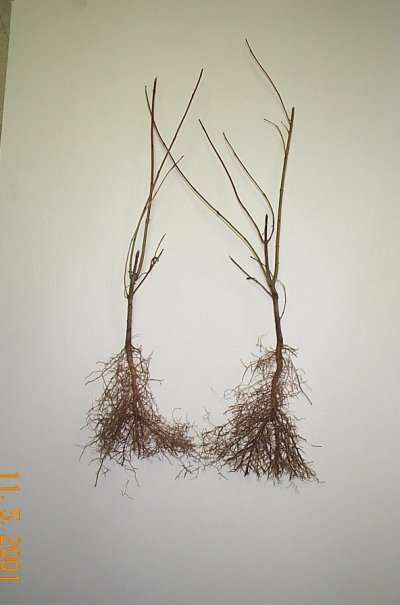 400x605 Nh Nursery Seedling Details