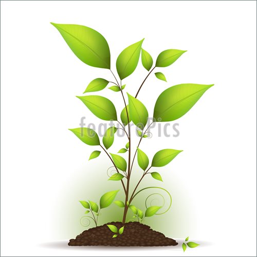 500x500 Plants Tree Seedling