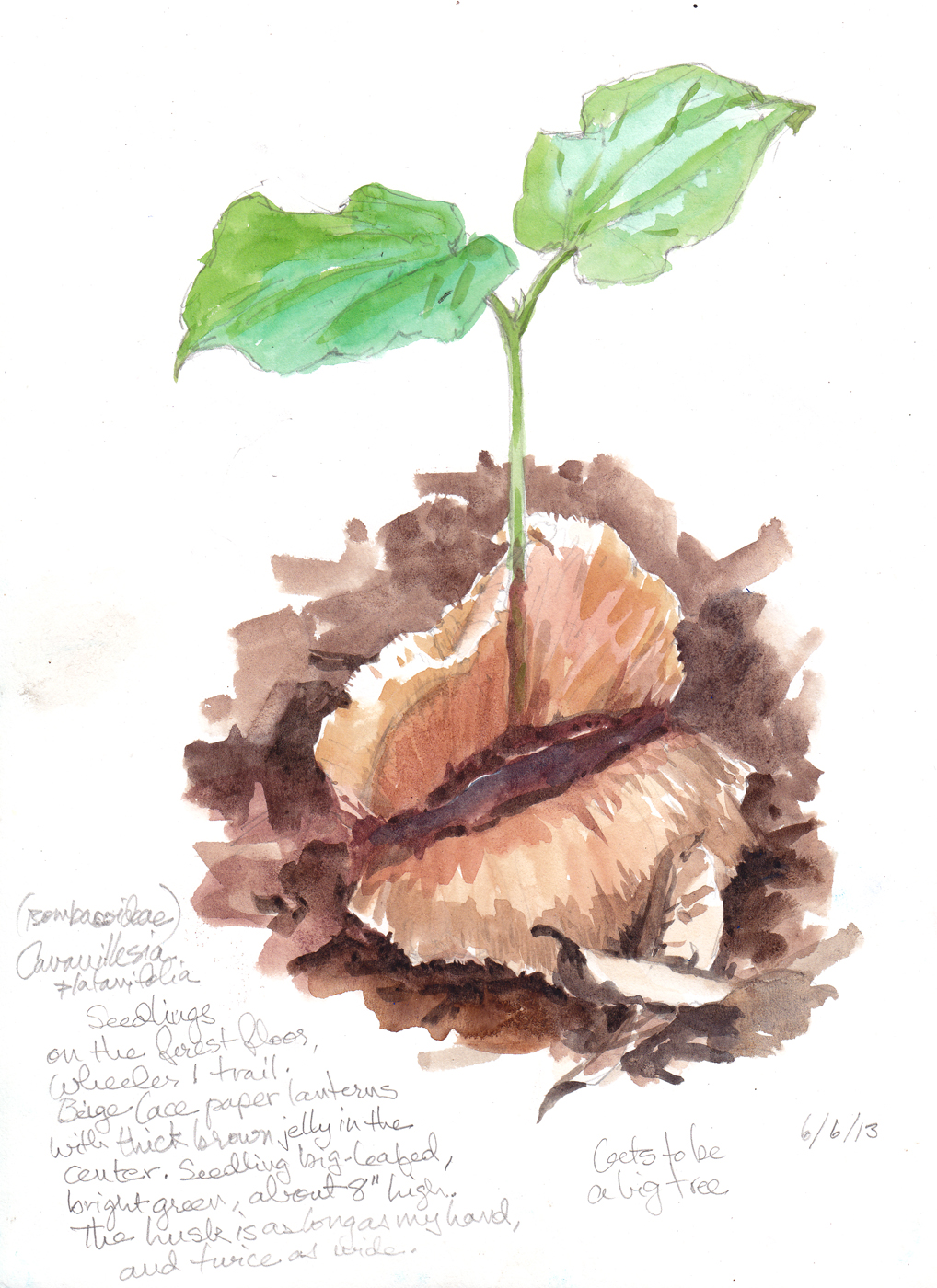 1018x1400 Random Oddities From The Rainforest Planet Drawing The Motmot