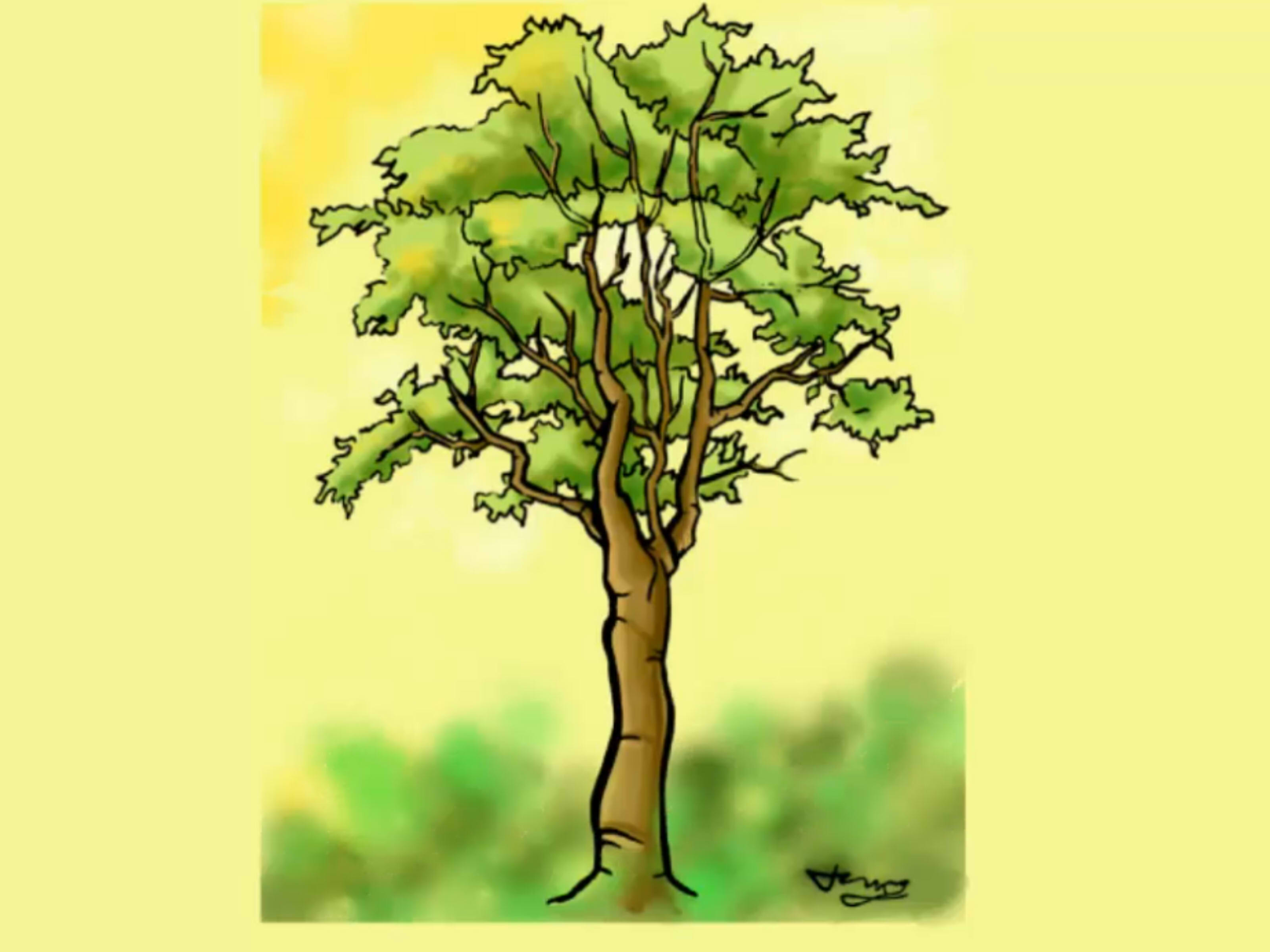 3200x2400 How To Draw A Detailed Tree 7 Steps (With Pictures)