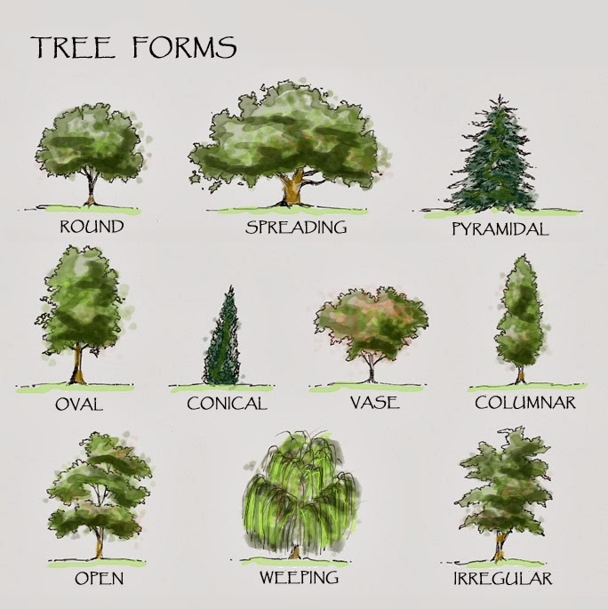 684x685 Shade Trees For 7b