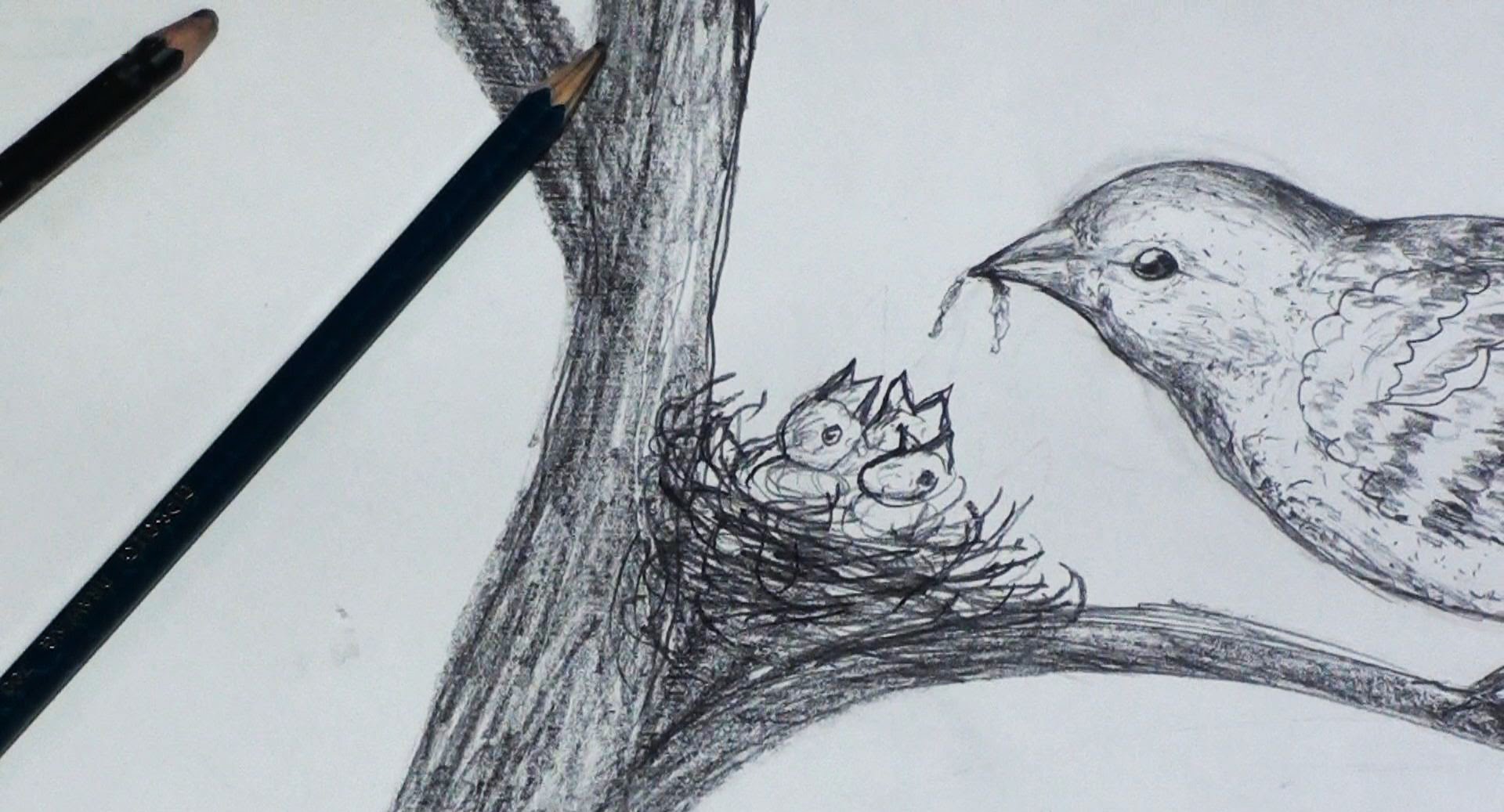 1920x1037 How To Draw , Birds Nest Step By Step