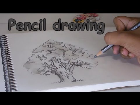 480x360 Pencil Drawingshading A Tree