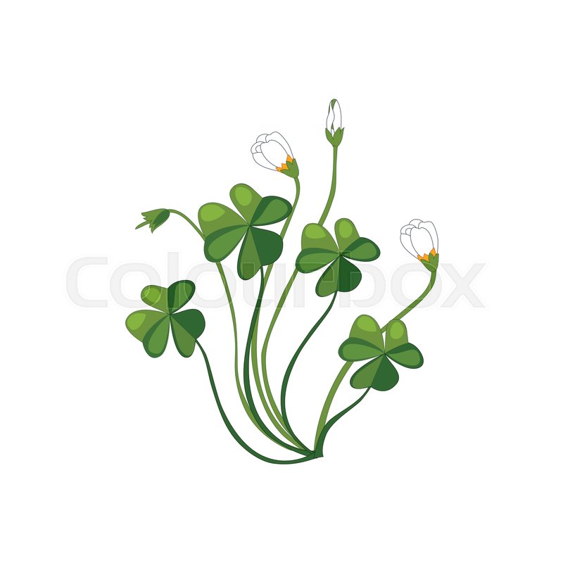 800x800 Shamrock Wild Flower Hand Drawn Detailed Illustration. Plant