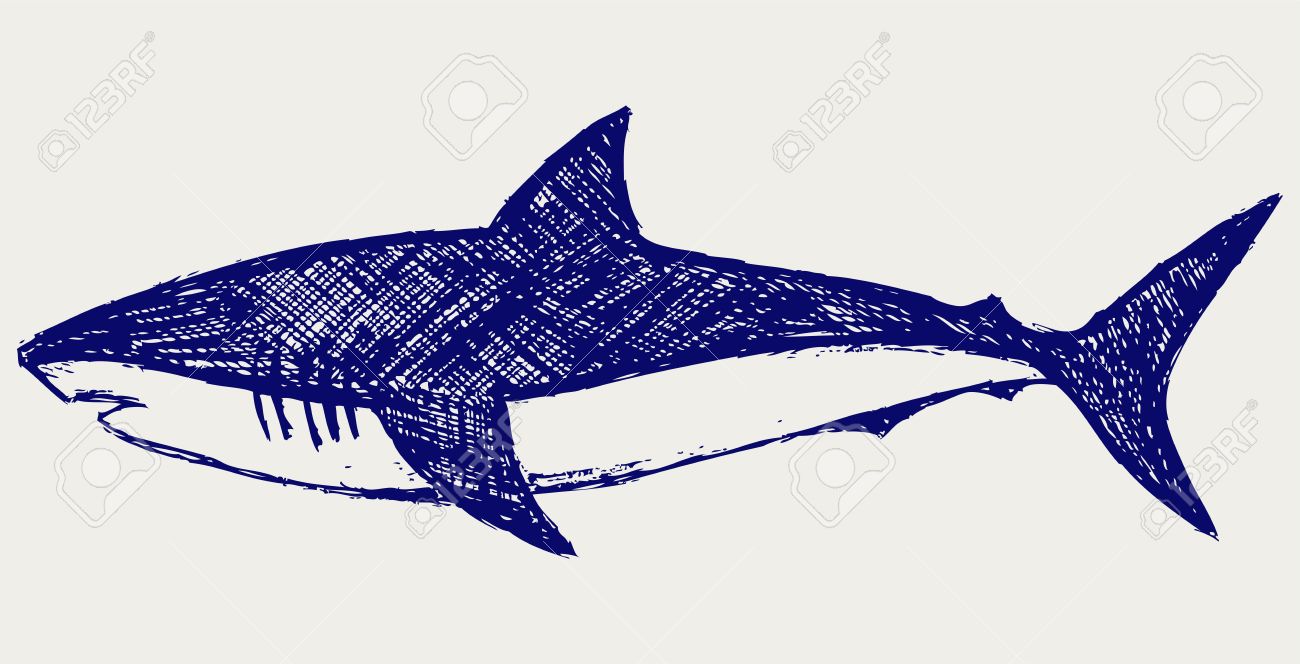 1300x664 15843255 Reef Shark Sketch Stock Vector Shark Cartoon Drawing