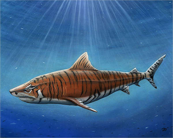 600x479 Shark Drawings