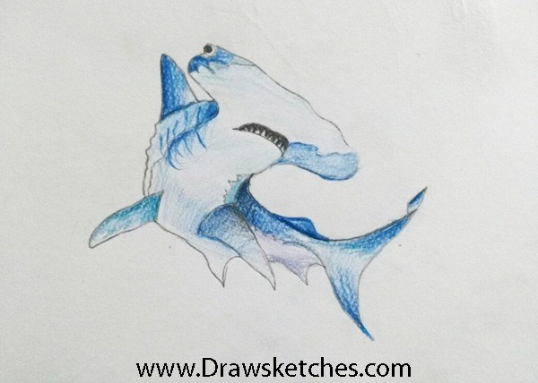 600x428 How To Draw A Hammerhead Shark In A Few Easy Steps With Pictures