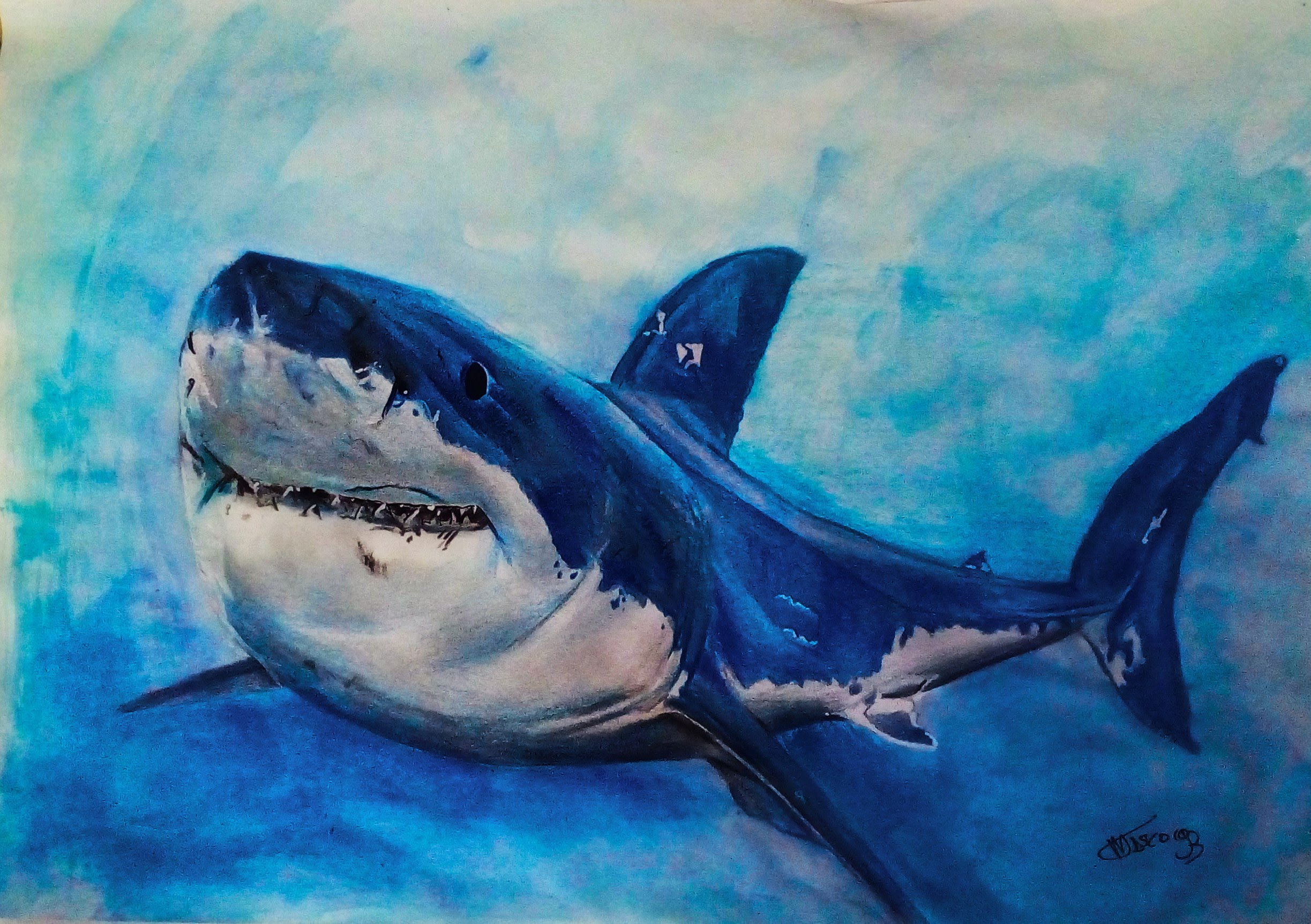 2447x1725 How To Draw A Shark