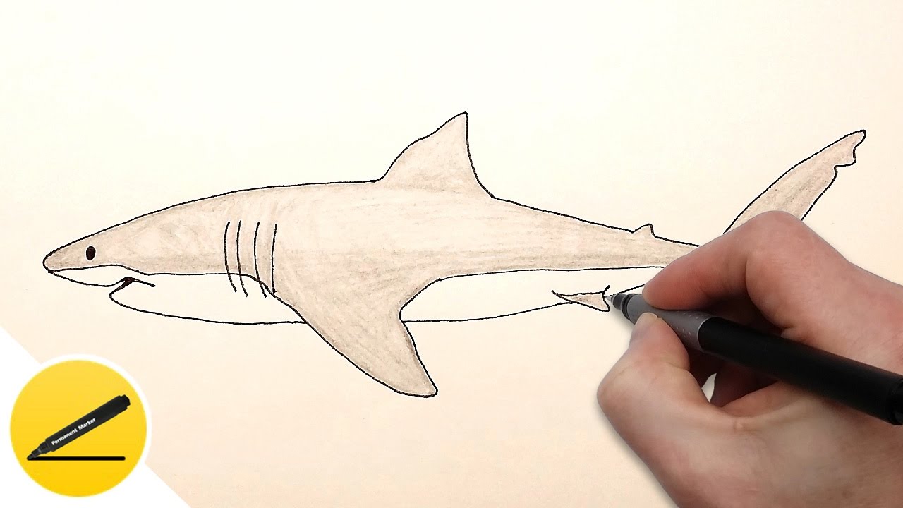 1280x720 How To Draw A Shark Step By Step Easy For Beginners