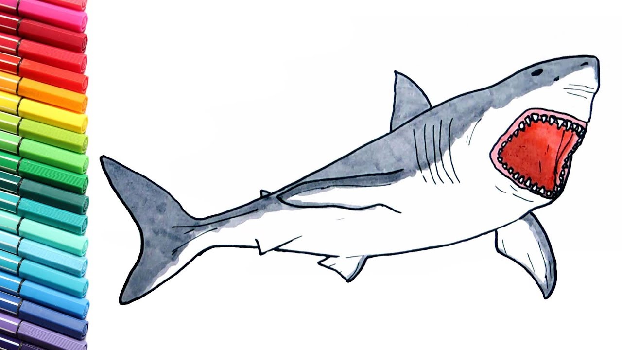 1280x720 Shark Drawing And Coloring Pages For Children