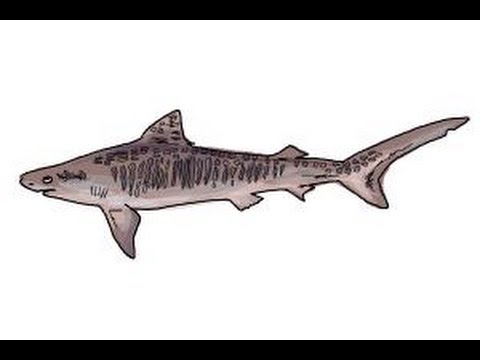 480x360 How To Draw A Tiger Shark