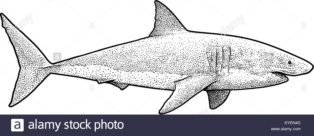 1300x564 Shark Drawing Stock Photos Amp Shark Drawing Stock Images
