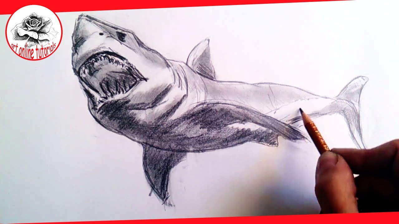 1280x720 How To Draw Realistic Sharks With Pencil, Step By Step And Easy