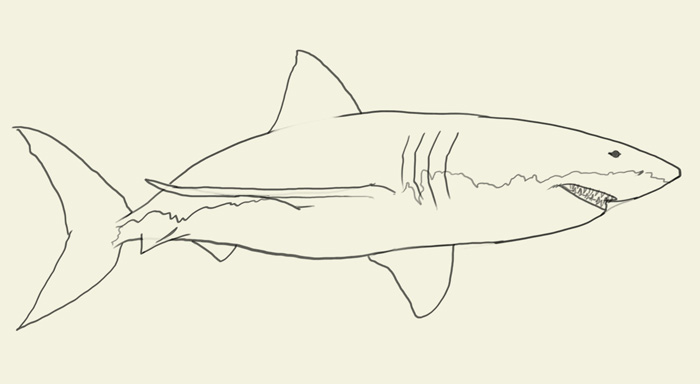700x384 How To Draw Shark