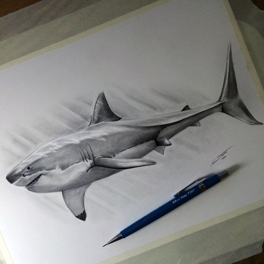 894x894 My Drawing Of A Great White Shark! Time Lapse Video Www.youtube