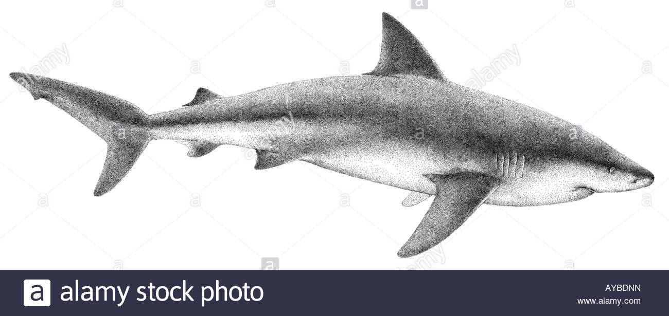 1300x615 Shark Drawing Stock Photos Amp Shark Drawing Stock Images