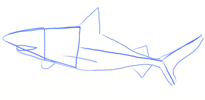 Shark Drawing Step By Step at GetDrawings | Free download